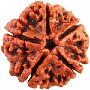 5 Mukhi