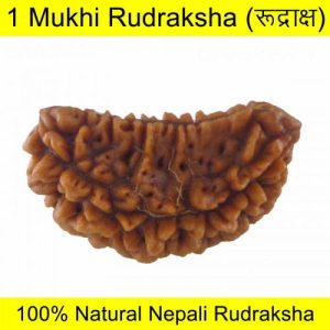 1 face Rudraksha